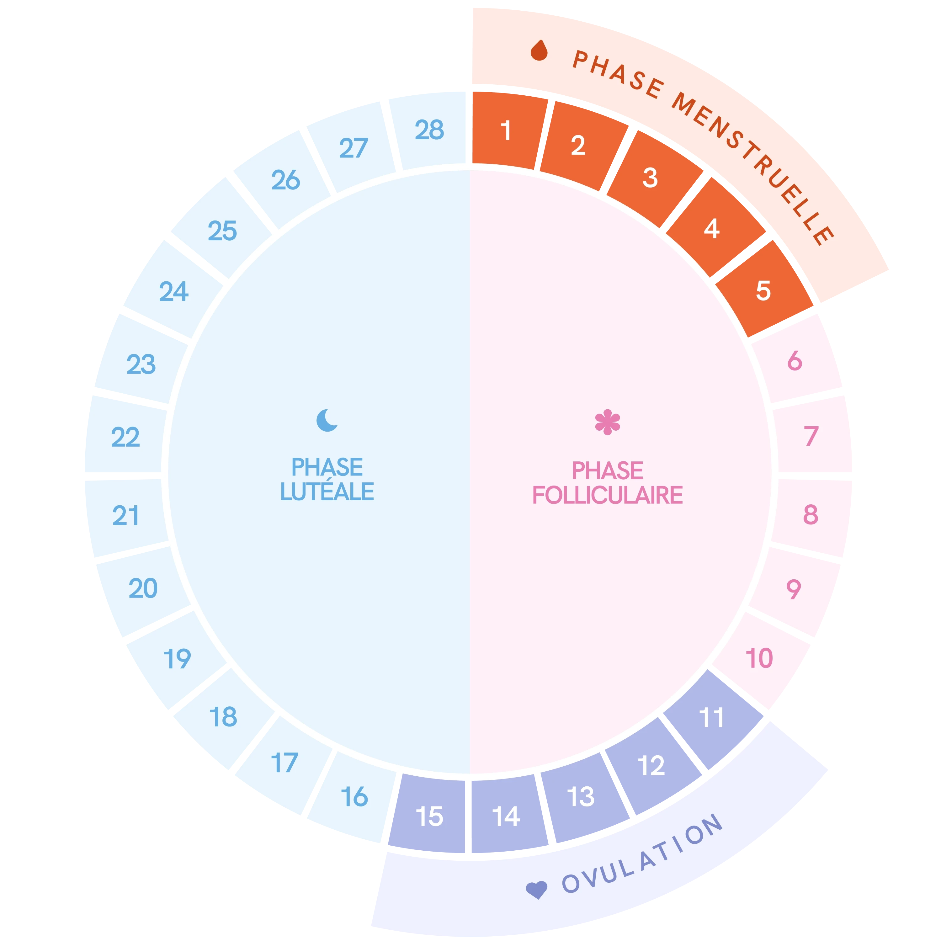Esquema del ciclo menstrual con sus diferentes fases
